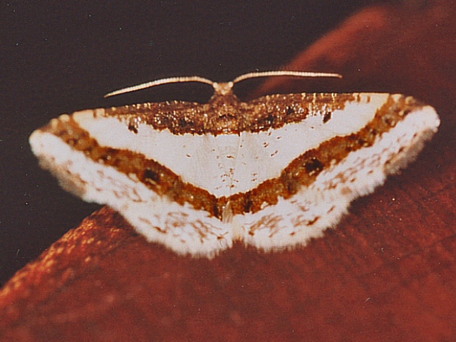 Ligdia pectinicornis